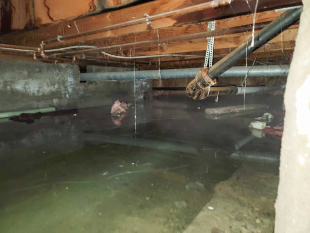 Best Mold removal after water damage  in Raymond, MS